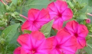 紫茉莉怎么种（紫茉莉怎么种根茎粗）