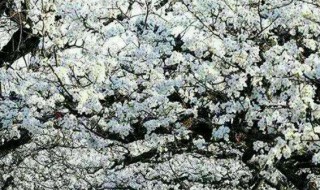 梨花有毒吗 梨花有没有毒