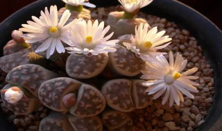 生石花的脱皮方法（生石花的脱皮方法有哪些）