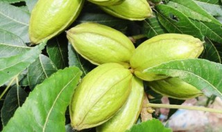 碧根果树适合种植的省份 碧根果在我国哪里种植