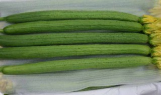 丝瓜适宜的生长温度（丝瓜适宜的生长温度是多少度）