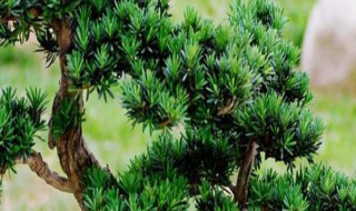 罗汉松5年能长多粗