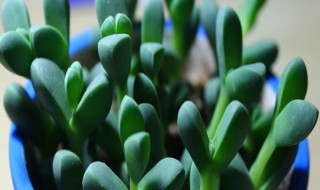 鹿角海棠可以水培吗（鹿角海棠怎么水培生根）