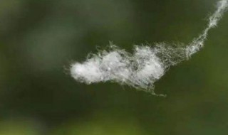 柳树的种子是什么 二年级植物传播种子的方法仿写