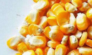 如何用玉米小麦豆粕制作窝料(玉米麦夫豆粕的配比)