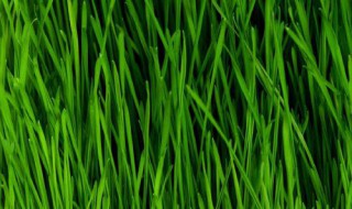 怎样快速除韭菜杂草 韭菜里的杂草用什么除草剂