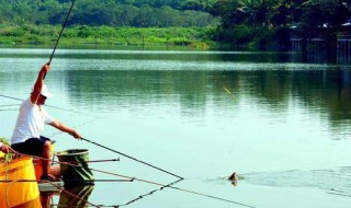 初春野钓大板鲫在浅水还是深水 初春怎么钓大板鲫