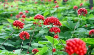 红果参小孩可以吃吗 红果参小孩可以吃吗有毒吗