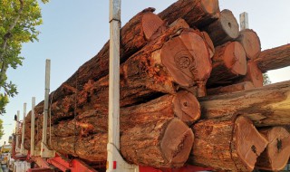 澳洲花梨木 澳洲花梨木是什么木