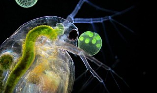 如何繁殖鱼虫 怎样繁殖鱼虫