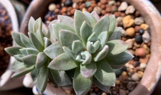 仙女杯服盆方法(仙女杯服盆期能晒太阳吗)