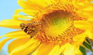 葵花籽怎么种尖朝上还是朝下 葵花籽种的时候尖头朝上会发芽吗