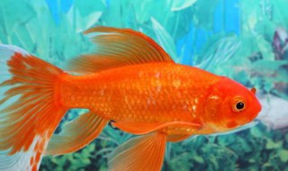 金鱼可不可以养在河里(金鱼可不可以养在河里面)