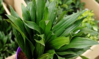 完全不需要阳光的植物有哪些（完全不需要阳光的植物有哪些图片）