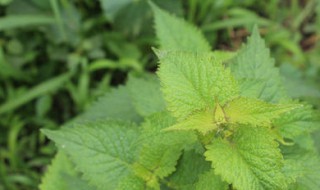 藿香和鱼香的区别 藿香和鱼香的区别在哪里