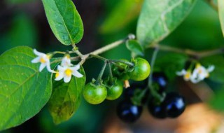 龙葵子的功效与作用 龙葵的功效与作用