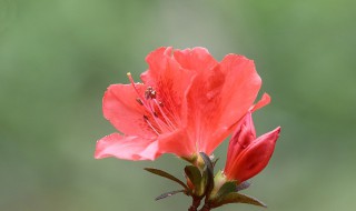 杜鹃花的功效与作用 杜鹃花的功效与作用禁忌