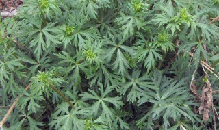 草乌叶的作用与功效 草乌叶的功效与副作用