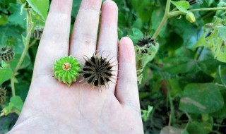 苘麻子的功效与作用 苘麻子的功效与作用吃法