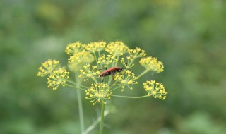 有机茴香功效与作用(有机茴香怎么吃)