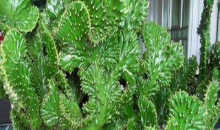 麒麟掌怎么施肥 麒麟掌施肥方法