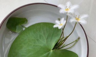 一叶莲水培用啥肥料（一叶莲水培用啥肥料最好）