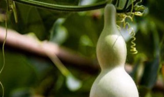 葫芦一年分别在几月种植好 葫芦每年几月份种