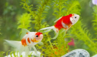 如何挑选鱼 如何挑选鱼胶