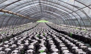 三十烷醇的使用与搭配（三十烷醇的使用与搭配注意事项）