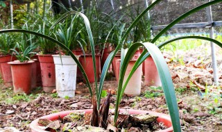 兰草什么时候翻盆 兰草什么时候翻盆最合适