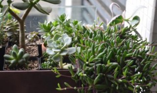 紫弦月怎么养 紫弦月怎么养变色