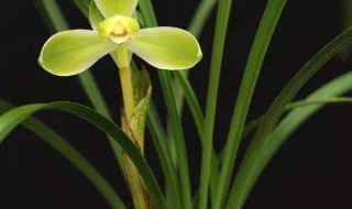 君之兰减叶片有什么好处 君之兰叶片生病