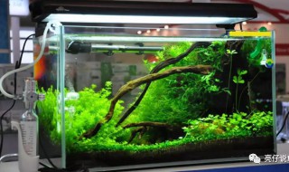 鱼缸养鱼为什么总要死 鱼缸养鱼为什么总要死鱼