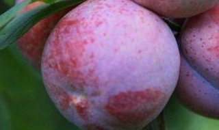 三华李花芽分化时间（三华李花芽分化期）