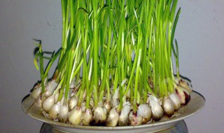 新蒜种上为什么不发牙 为什么新蒜种不出蒜苗