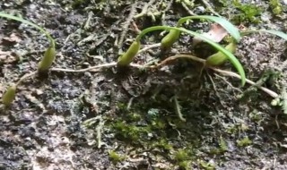 鲜石橄榄为什么变红（鲜石橄榄为什么变红了）