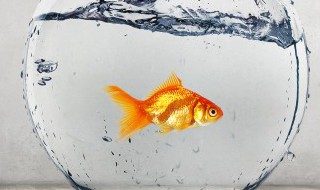 鱼塘中为什么要放入小虾 鱼塘中为什么要放入小虾呢