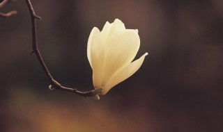 木兰花有什么好处（木兰花有什么好处和坏处）