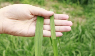 单倍体是否有种子 单倍体有种子和果实吗