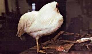 鸡的常识（鸡的科普）