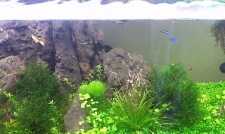 养鱼要准备什么（养鱼要准备什么工具）