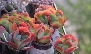 初吻花怎么养(初吻花的种植技术)