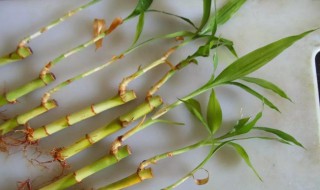 富贵竹泡生根粉泡几天（富贵竹泡生根粉泡根要多久）