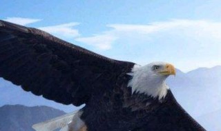 寓言故事乌龟与雄鹰的寓意（寓言故事乌龟与雄鹰的寓意是什么）