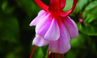 灯笼花在北方的养殖方法 灯笼花在北方的养殖方法有哪些