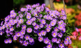 姬小菊种子的养殖方法 姬小菊种子的养殖方法和技术