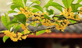 桂花枝有什么寓意 桂花枝图片