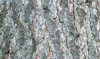 梦见贴树皮是什么 梦见贴树皮是什么意思