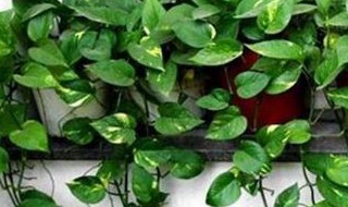 绿萝怎样养 绿萝怎样养才好活