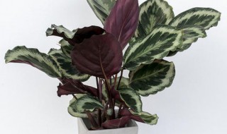 彩虹竹芋养殖方法和注意事项（彩虹竹芋养殖方法和注意事项视频）